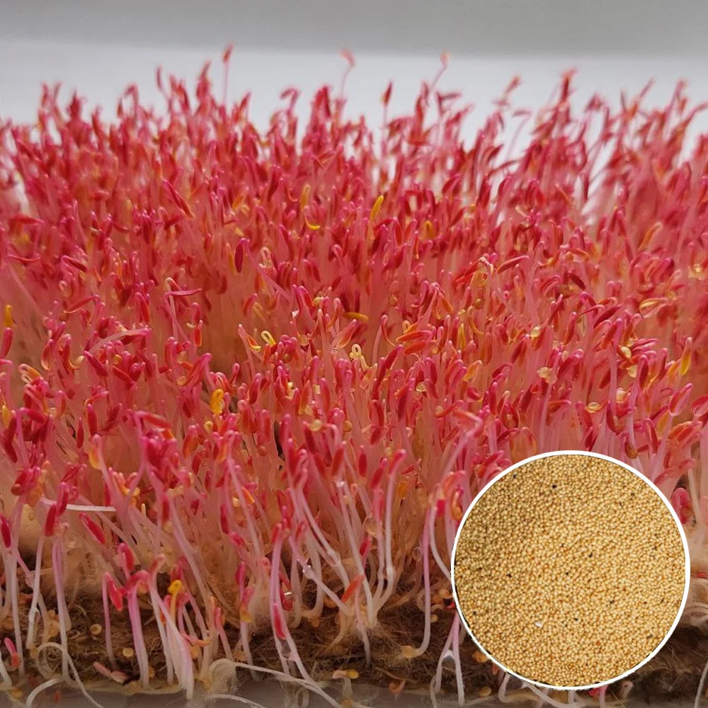 Amarant Red Garnet – Najbolj barvita mikrozelenjava z ognjeno rdečimi stebelci.