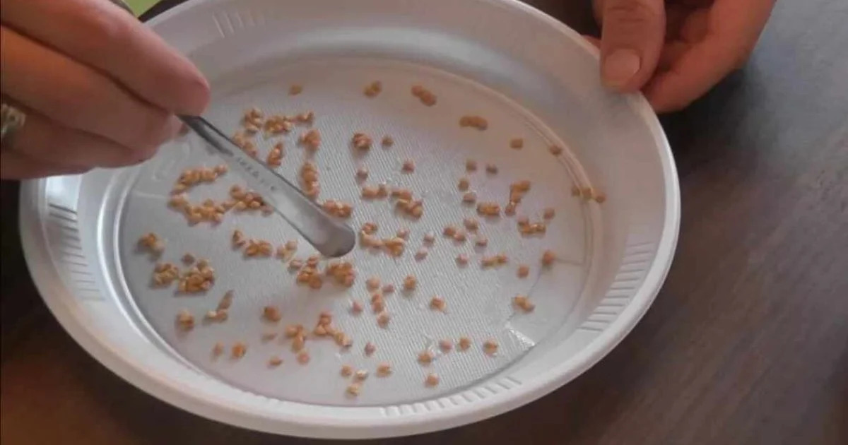 Preizkus kalivosti semen na krožniku z vlažno podlogo